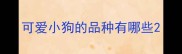 可爱小狗的品种有哪些
