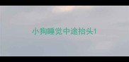 小狗睡觉中途抬头
