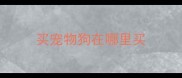 买宠物狗在哪里买