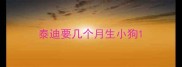 泰迪要几个月生小狗