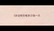 2岁边牧价格多少钱一只