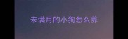 未满月的小狗怎么养