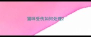猫咪受伤如何处理