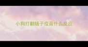 小狗打翻肠子疫苗什么反应