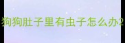 狗狗肚子里有虫子怎么办
