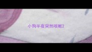 小狗半夜突然咳嗽