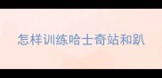 怎样训练哈士奇站和趴