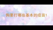 狗要打哪些基本的疫苗