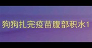 狗狗扎完疫苗腹部积水