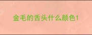 金毛的舌头什么颜色