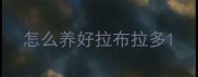 怎么养好拉布拉多