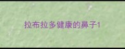 拉布拉多健康的鼻子