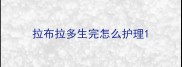 拉布拉多生完怎么护理