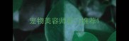 宠物美容师剪刀推荐