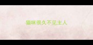 猫咪很久不见主人
