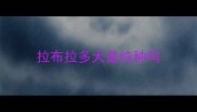 拉布拉多犬是纯种吗