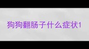 狗狗翻肠子什么症状