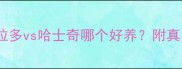 新手必看拉布拉多vs哈士奇哪个好养附真实饲养对比指南