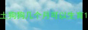 土狗狗几个月可以生育
