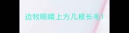 边牧眼睛上方几根长毛
