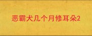 恶霸犬几个月修耳朵
