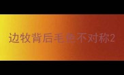 边牧背后毛色不对称