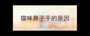 猫咪鼻子干的原因