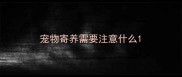 宠物寄养需要注意什么