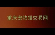 重庆宠物猫交易网
