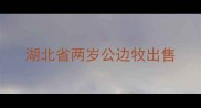 湖北省两岁公边牧出售
