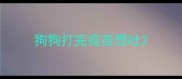 狗狗打完疫苗想吐