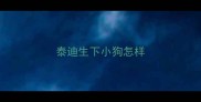 泰迪生下小狗怎样