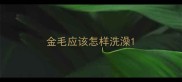 金毛应该怎样洗澡
