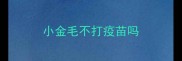 小金毛不打疫苗吗