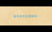 金毛幼犬总是掉毛