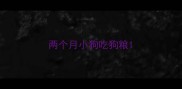 两个月小狗吃狗粮