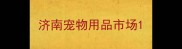 济南宠物用品市场