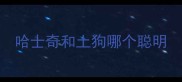 哈士奇和土狗哪个聪明