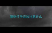 猫咪怀孕应该注意什么