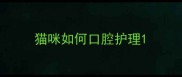 猫咪如何口腔护理