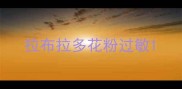 拉布拉多花粉过敏