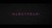 哈士奇五个月怎么养