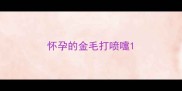 怀孕的金毛打喷嚏