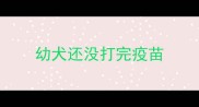 幼犬还没打完疫苗