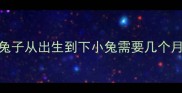兔子从出生到下小兔需要几个月