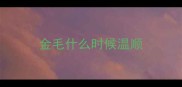 金毛什么时候温顺