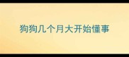 狗狗几个月大开始懂事