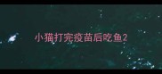 小猫打完疫苗后吃鱼