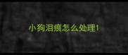 小狗泪痕怎么处理