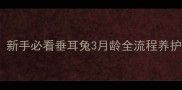 三个月垂耳兔怎么养新手必看垂耳兔3月龄全流程养护攻略附避坑指南